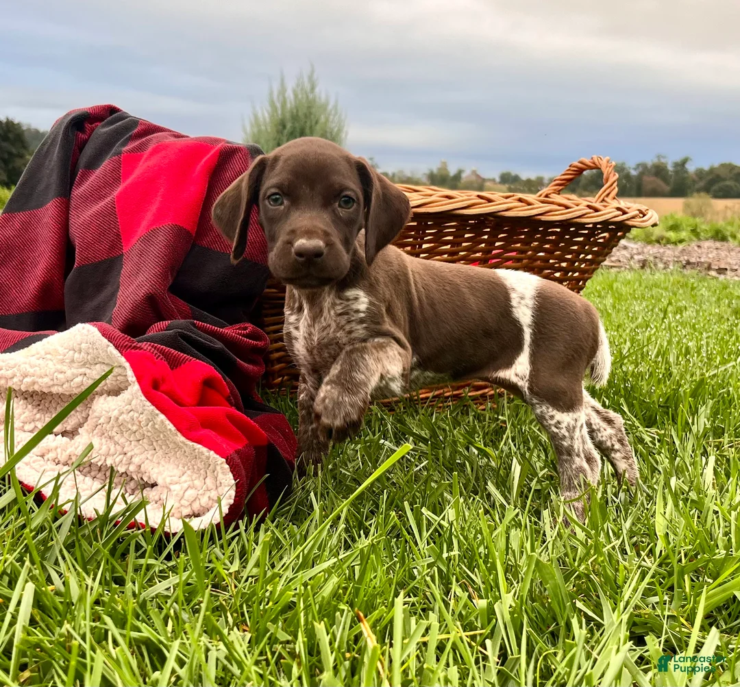 German Shorthaired Pointer dogs for sale: Gemma❤️AKC Registered🐾Text or Call today - Ad 1
