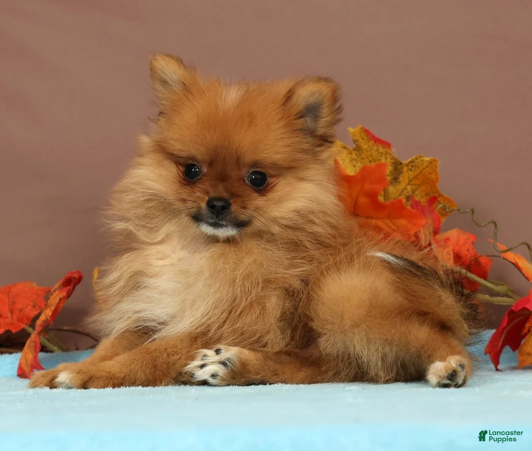 Pomeranian dogs for sale: Button - Ad 2