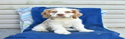 Cocker Spaniel dogs for sale: Moon   - Ad 1