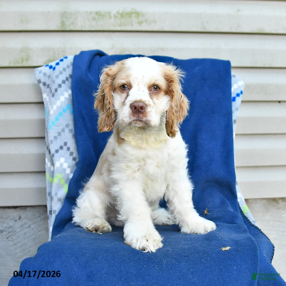 Cocker Spaniel dogs for sale: Moon   - Ad 1