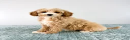 Cavapoo dogs for sale: Coconut - Ad 5