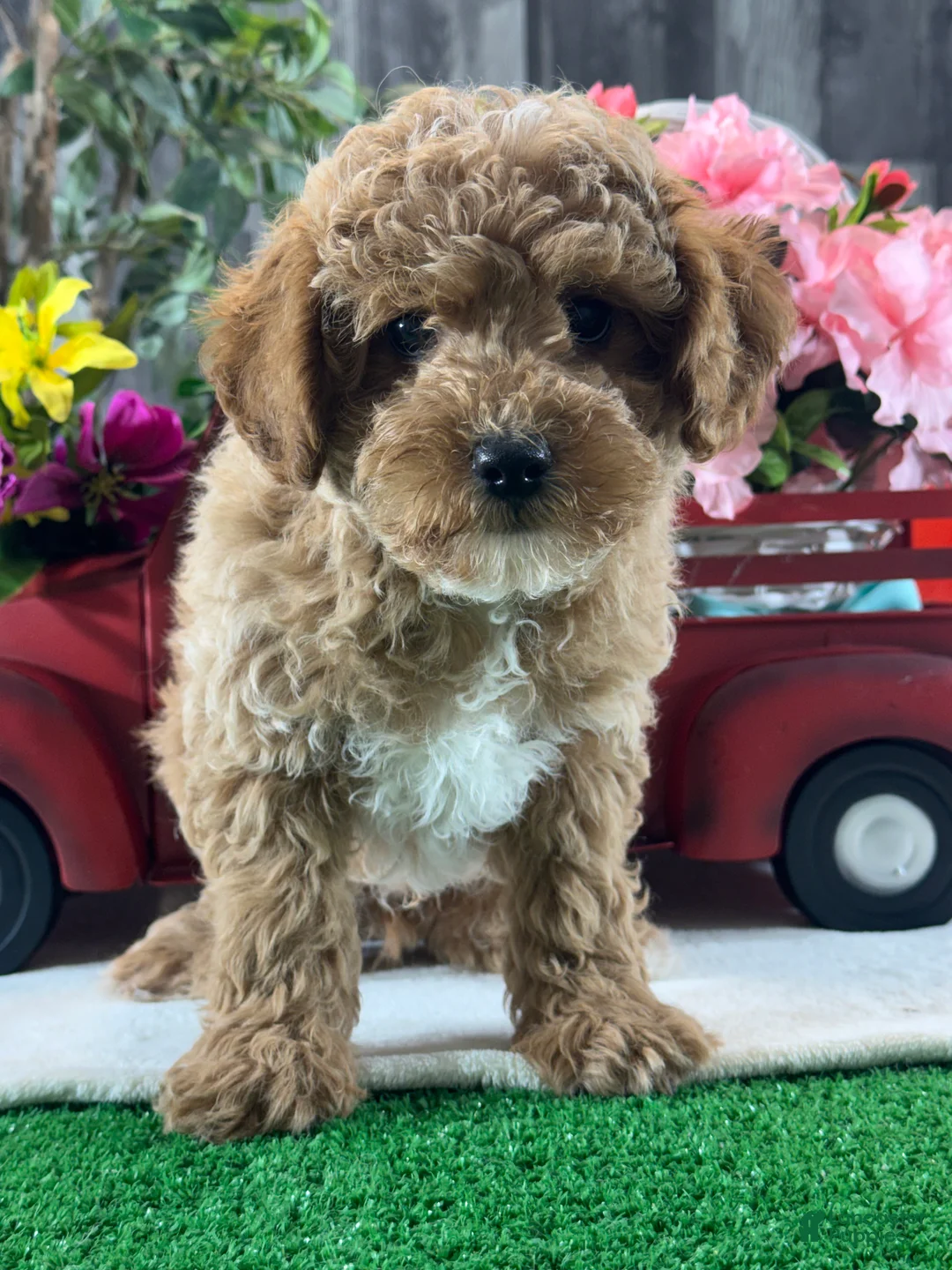 Toy Poodle dogs for sale:  Nacho - Ad 6