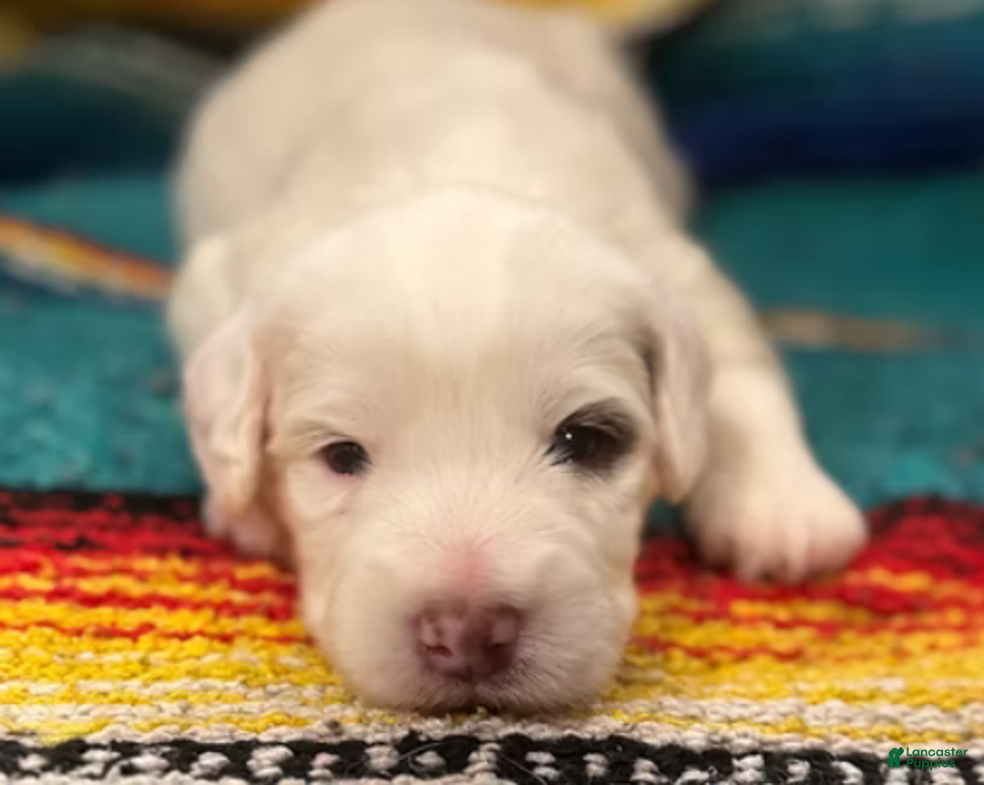 Mini Bernedoodle dogs for sale: Bandit - Ad 3