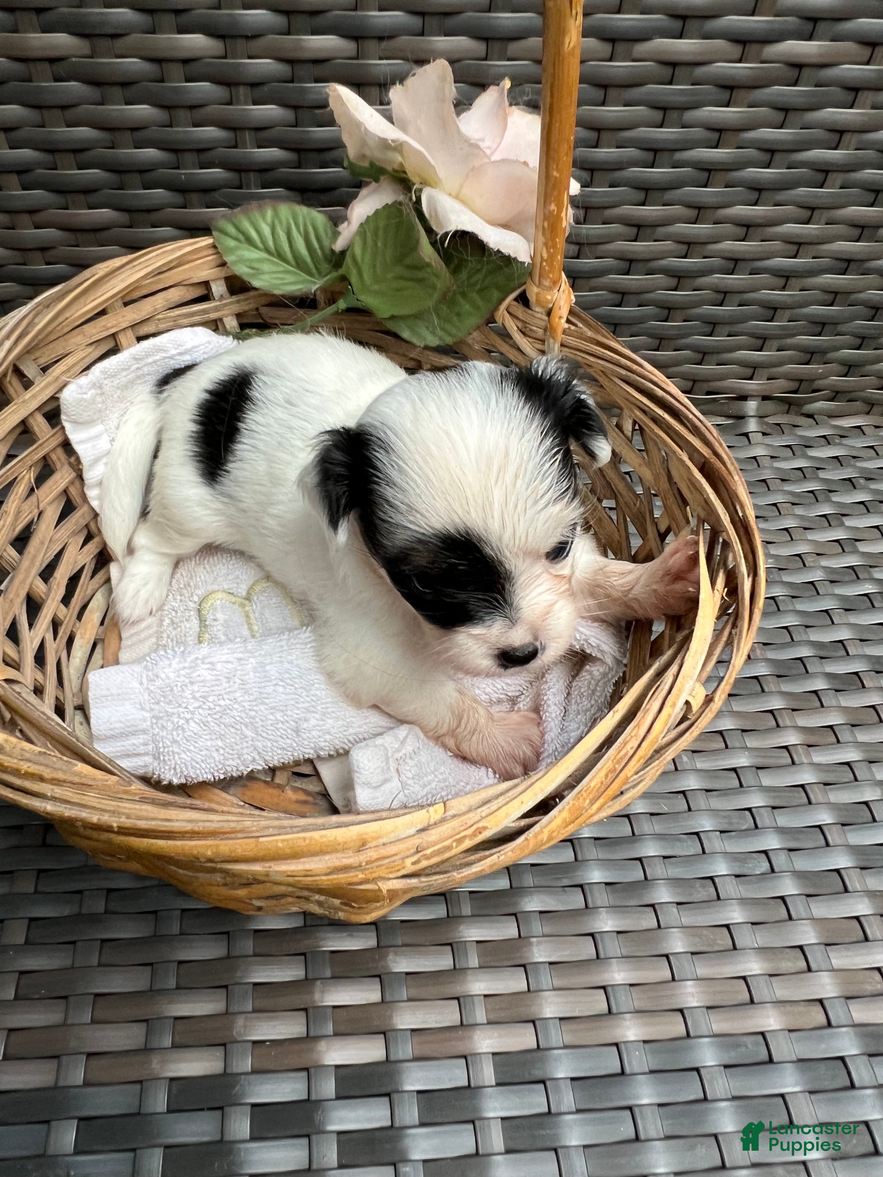 Mixed Breed dogs Mixed Breed 4 - Ad 2