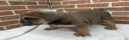 English Bulldog dogs for sale: Sawyer - Ad 3