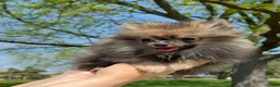 Pomeranian dogs for sale: Pomeranian Puppy Ruby - Ad 7