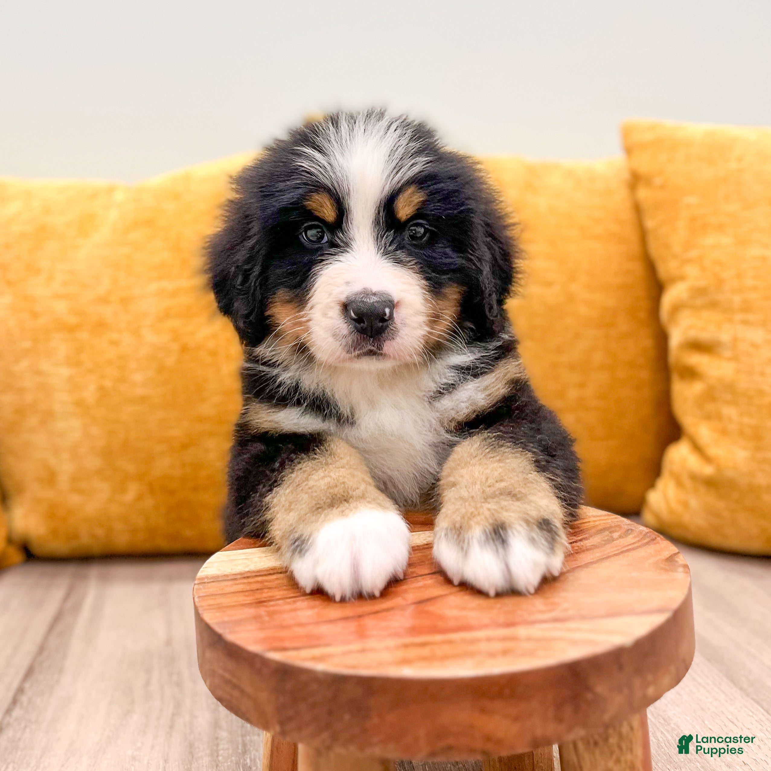 Bernese Mountain Dog dogs Baxter - Ad 2