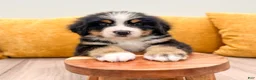 Bernese Mountain Dog dogs for sale: Baxter - Ad 2