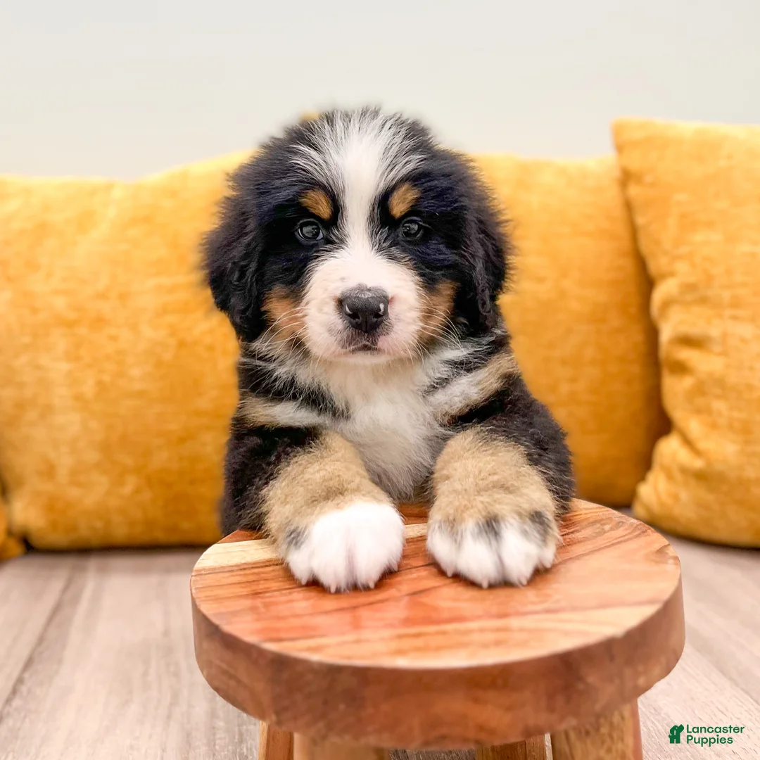 Bernese Mountain Dog dogs for sale: Baxter - Ad 2