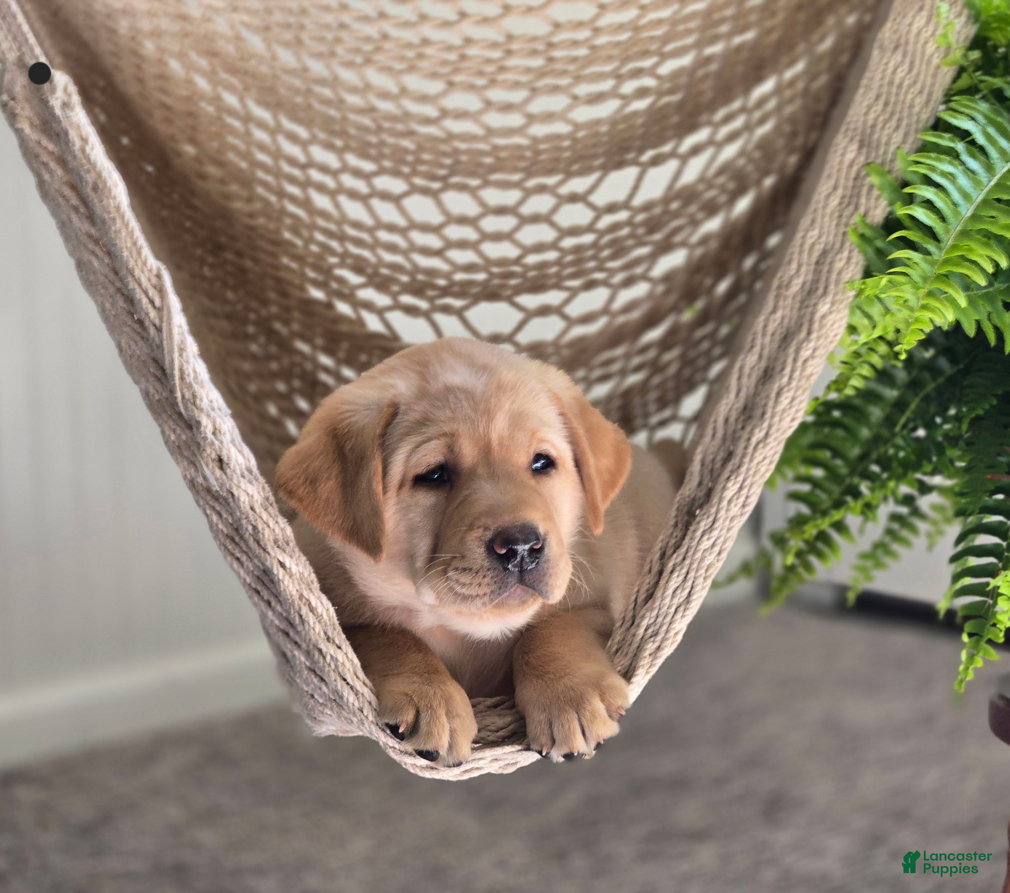 Labrador Retriever dogs for sale: Mitch - Ad 4