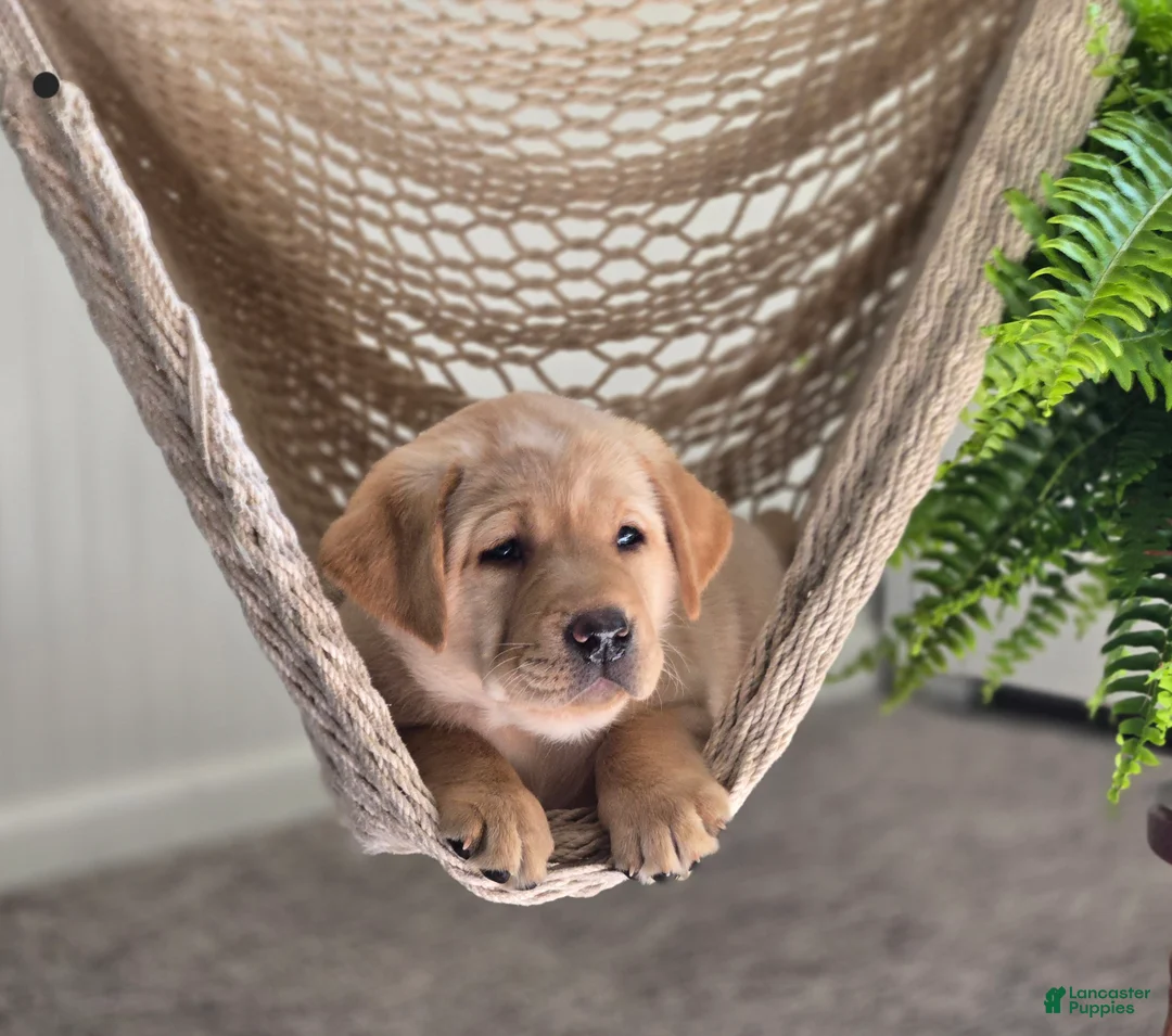 Labrador Retriever dogs for sale: Mitch - Ad 1