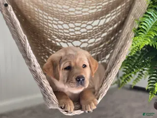 Labrador Retriever dogs for sale: Mitch - Ad 4