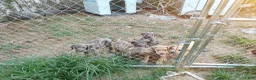 Great Dane dogs for sale: Great Dane 4 - Ad 12