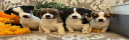 Jack Russell Terrier dogs for sale: Pumpkin  - Ad 2