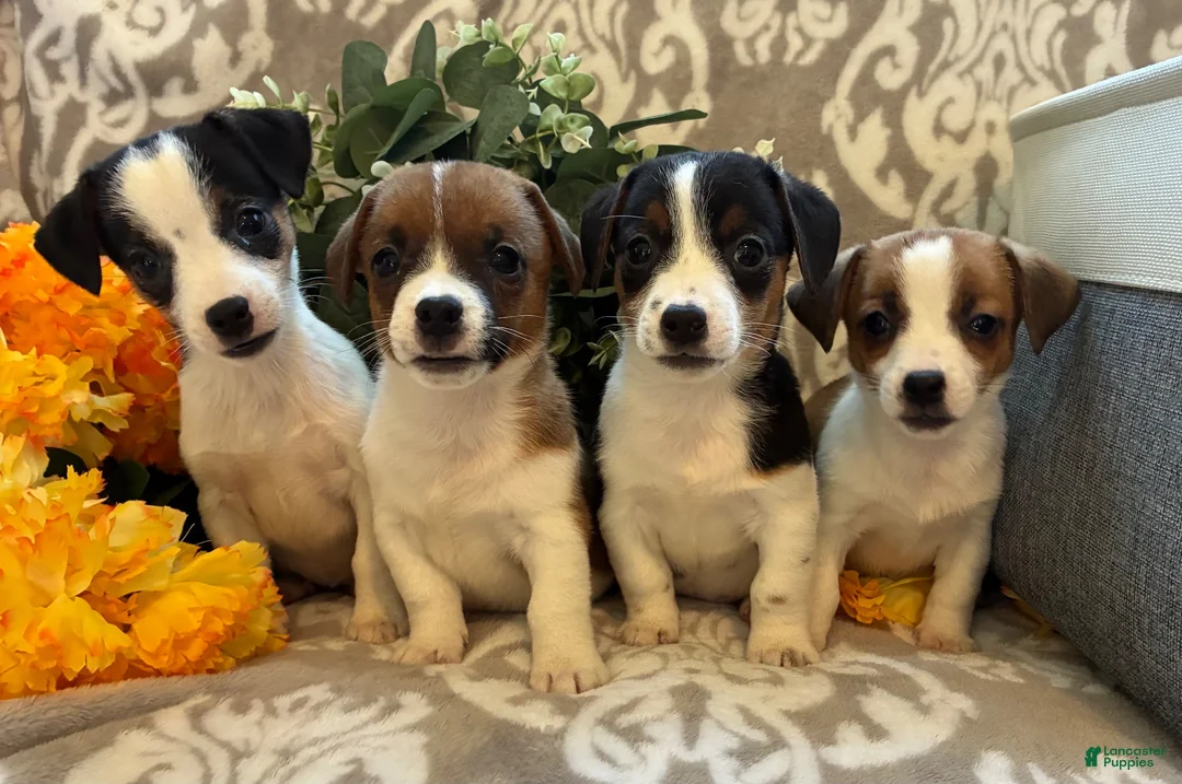 Jack Russell Terrier dogs for sale: Pumpkin  - Ad 2