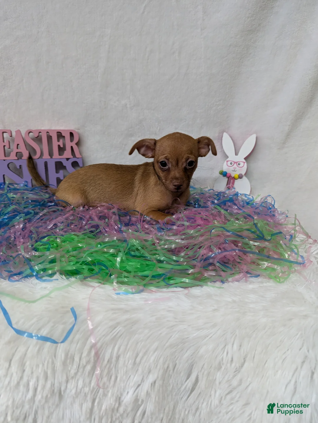 Chihuahua dogs for sale: Chihuahua Puppy 2 - Ad 2