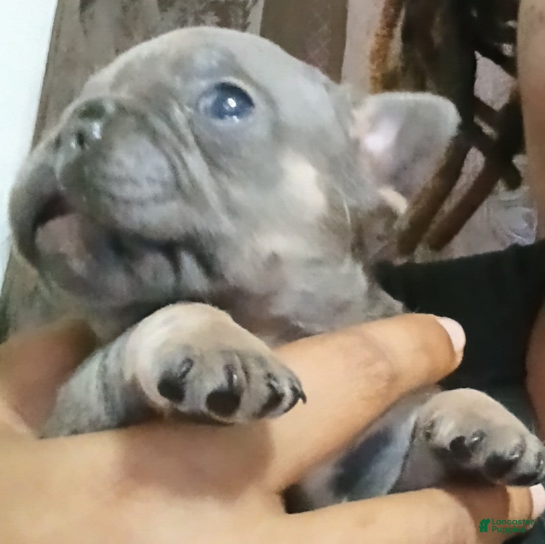 French Bulldog dogs for sale: French Bulldog 2 - Ad 2