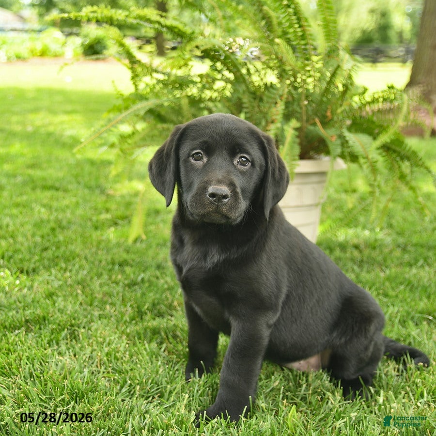 Labrador Retriever dogs Lassie  - Ad 2
