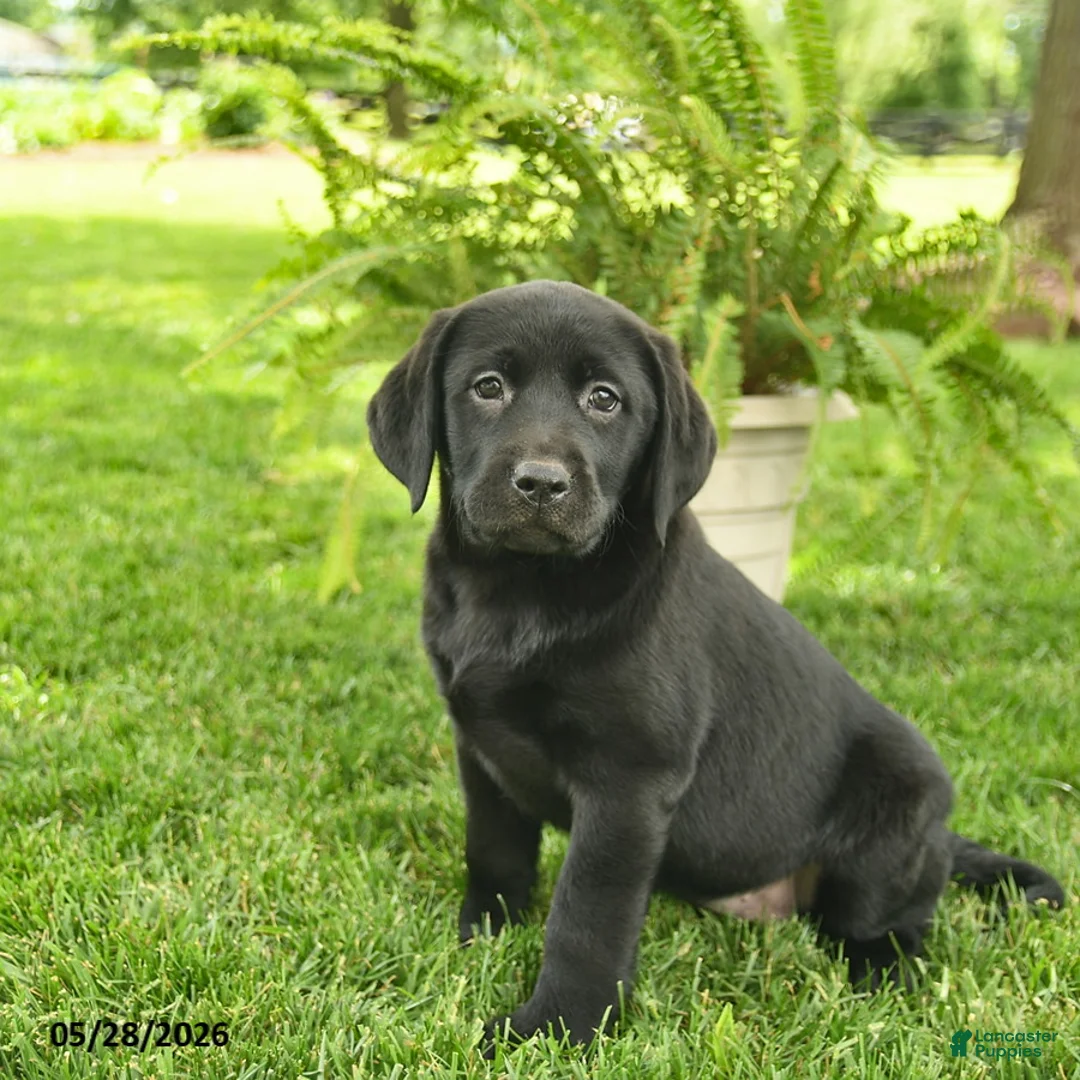 Labrador Retriever dogs for sale: Lassie  - Ad 2
