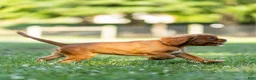 Cavalier King Charles Spaniel dogs for sale: Violet Cavalier King Charles Spaniel  - Ad 3