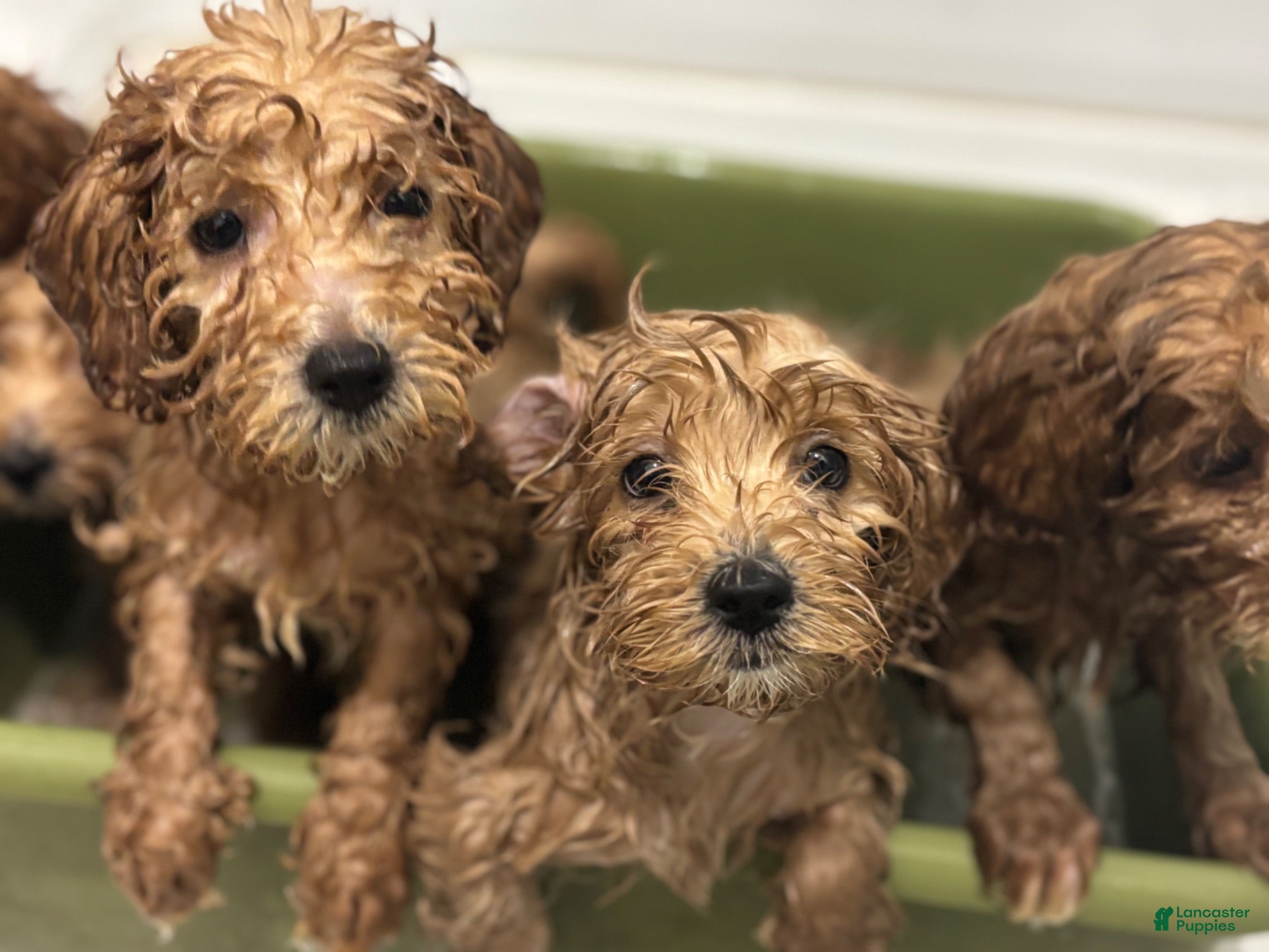 Mixed Breed dogs Doodle 1 - Ad 1