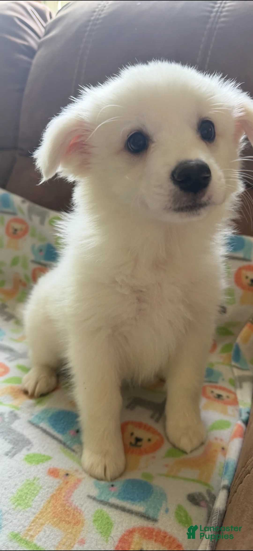 American Eskimo dogs for sale: American Eskimo Puppy 5 - Ad 2