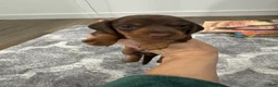 Miniature Dachshund dogs for sale: Miniature Dachshund 1 - Ad 9
