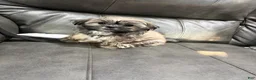 Shih Tzu dogs for sale: Lassy  - Ad 1