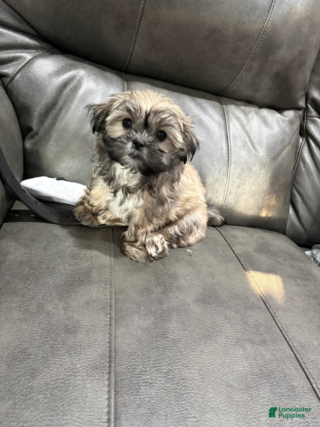 Shih Tzu dogs for sale: Lassy  - Ad 1