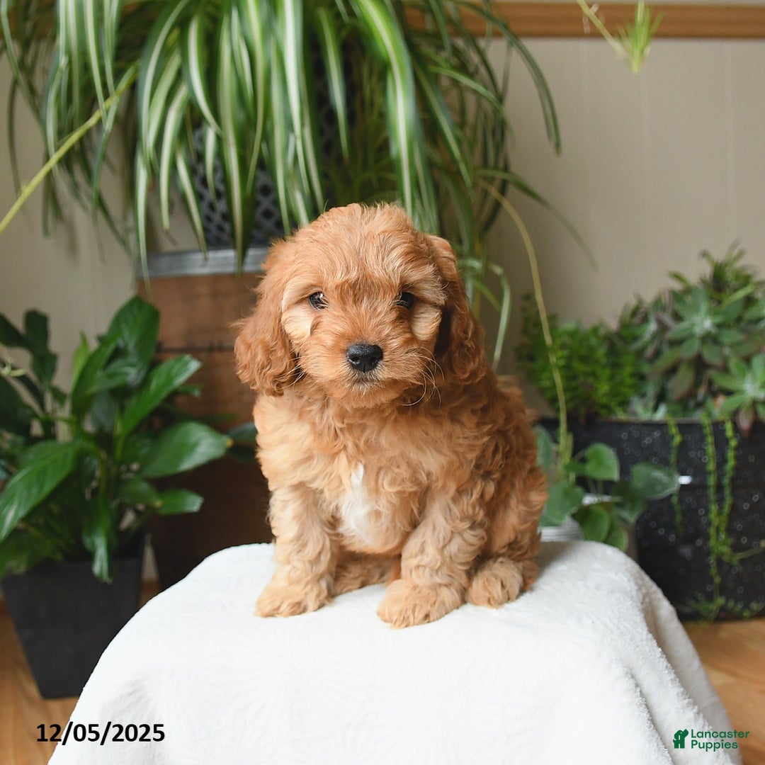 Cavapoo dogs for sale: Lincoln - Ad 5