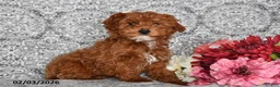 Cavapoo dogs for sale: Chester - Ad 5