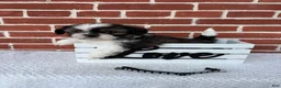 Shih Tzu dogs for sale: Cody - Ad 3