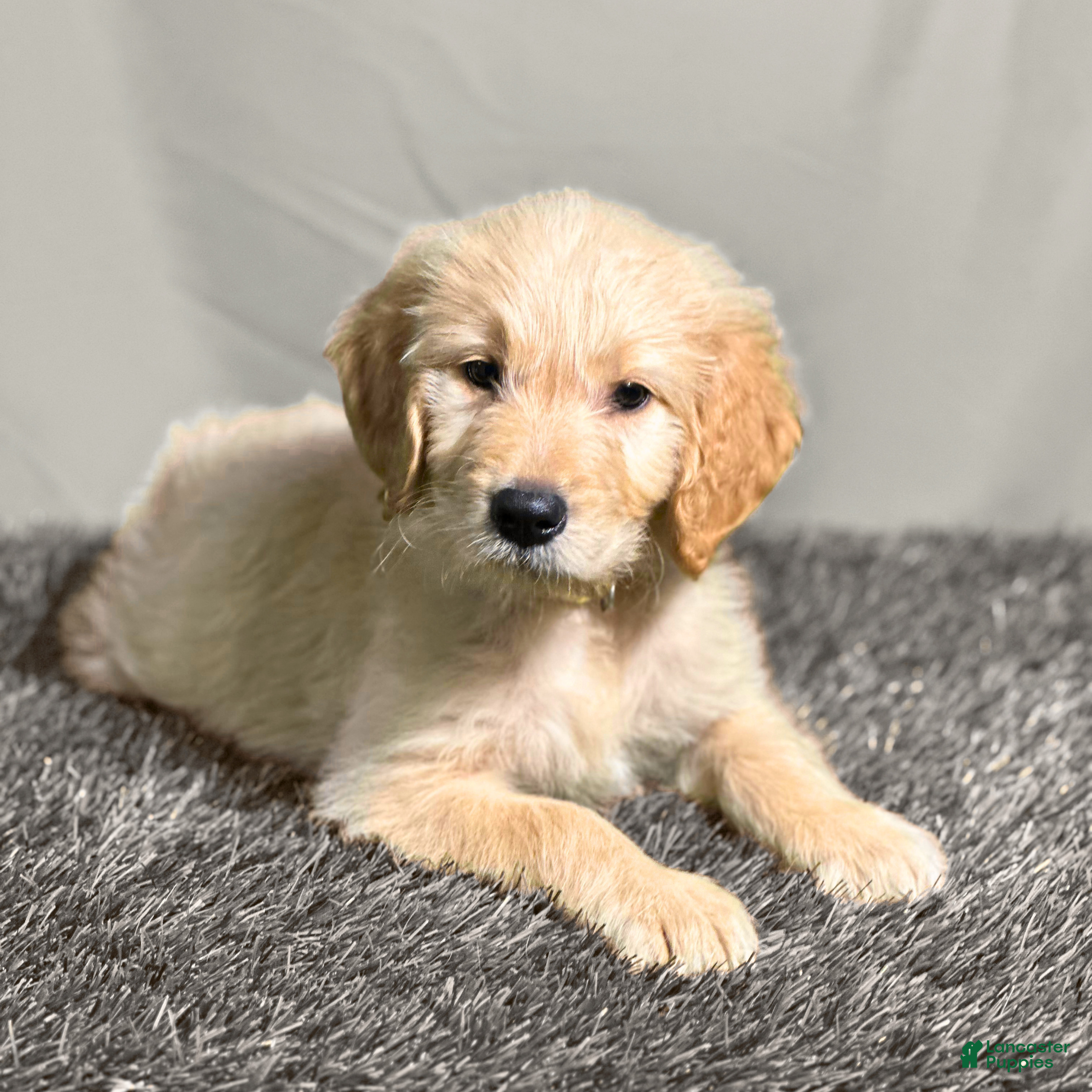 Goldendoodle dogs Ashoka Tano - F1 Standard Goldendoodle - Ad 1