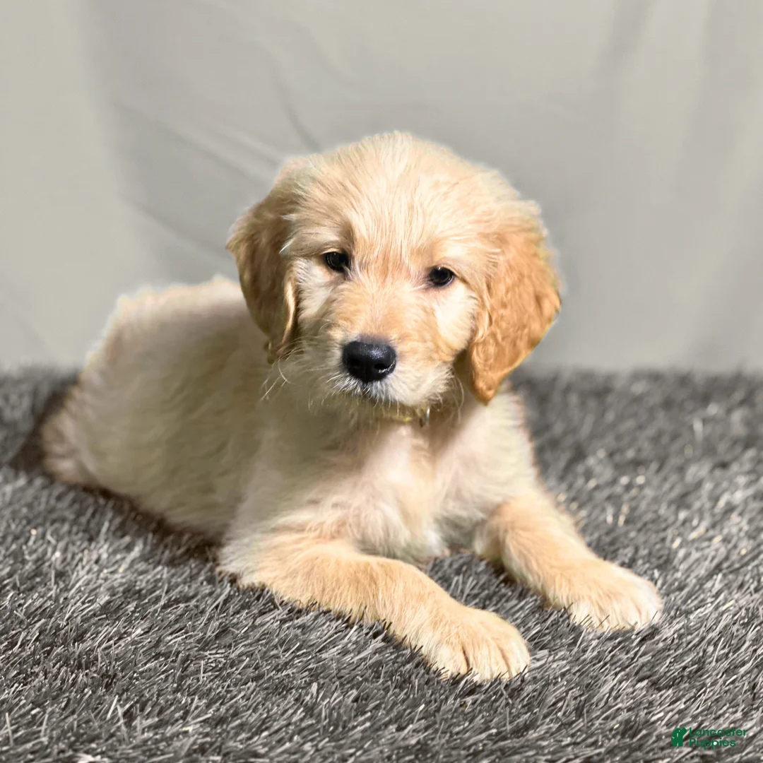 Goldendoodle dogs for sale: Ashoka Tano - F1 Standard Goldendoodle - Ad 1