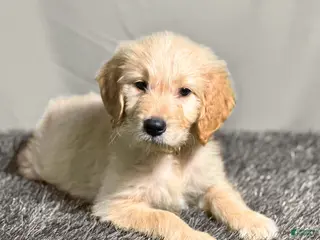 Goldendoodle dogs for sale: Ashoka Tano - F1 Standard Goldendoodle - Ad 1