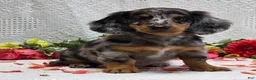 Miniature Dachshund dogs for sale: Romeo - Ad 4