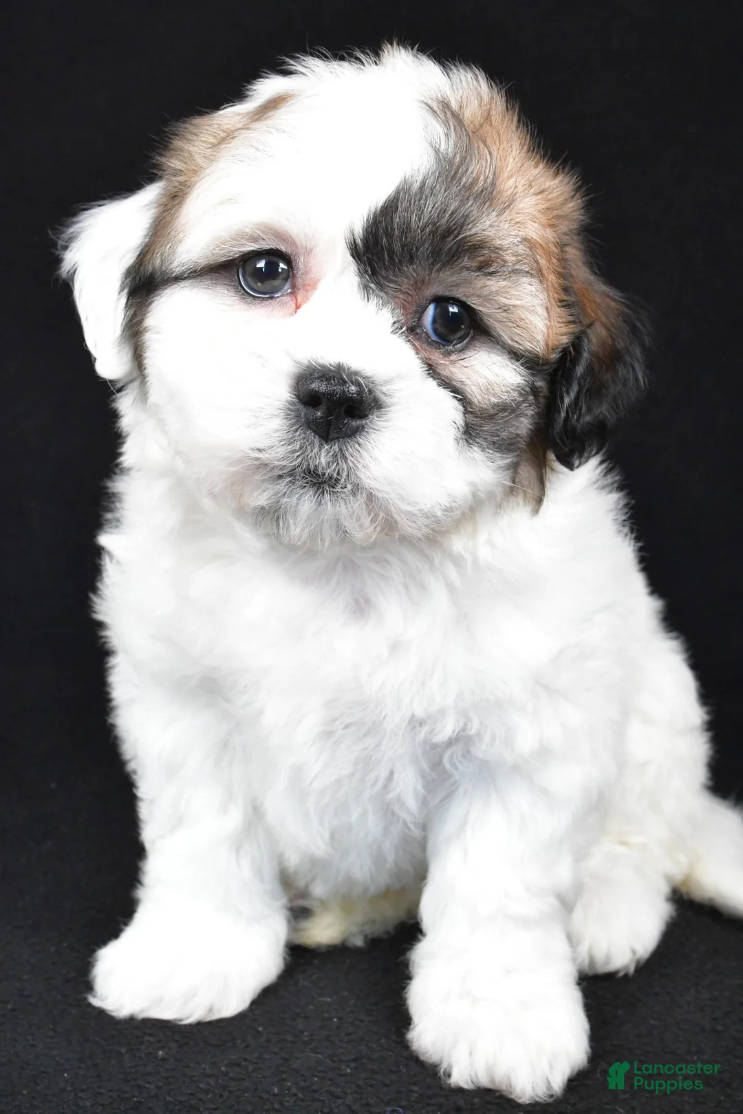 Teddy Bear dogs for sale: mauren - Ad 6