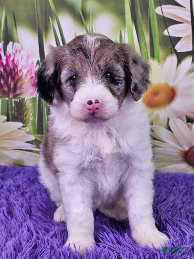 Mini Sheepadoodle dogs Caramella - Ad 9
