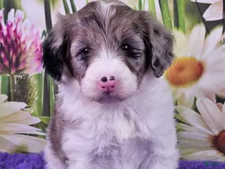 Mini Sheepadoodle dogs Caramella - Ad 9