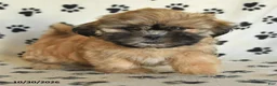 Shih Tzu dogs for sale: Pete - Ad 5