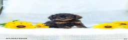 Cavapoo dogs for sale: Kathy - Ad 3