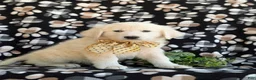 Mixed Breed dogs for sale: Monte - Ad 6