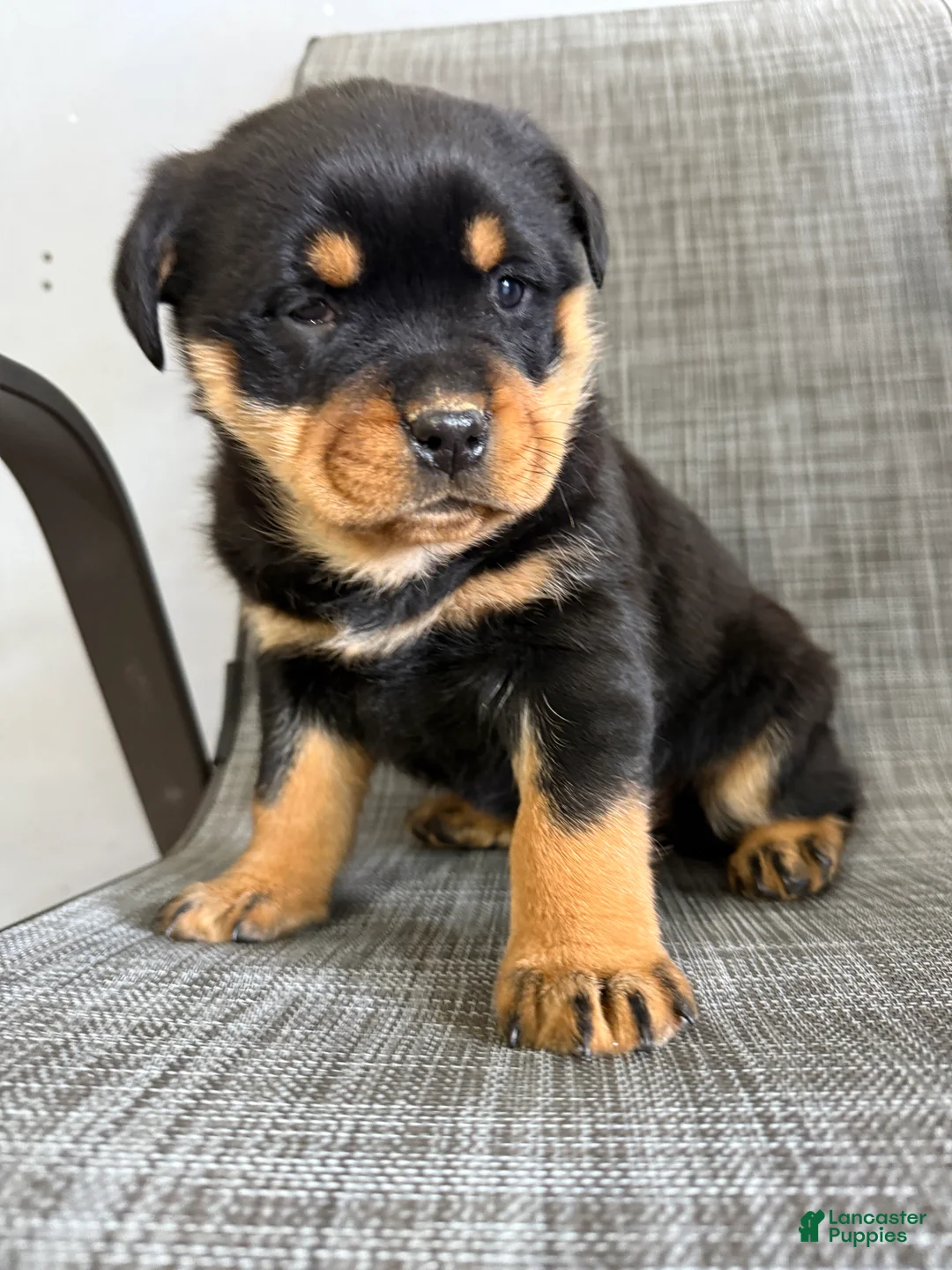 Rottweiler dogs for sale: London - Ad 3