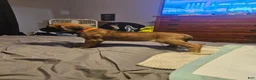 English Mastiff dogs for sale: English Mastiff 1 - Ad 4