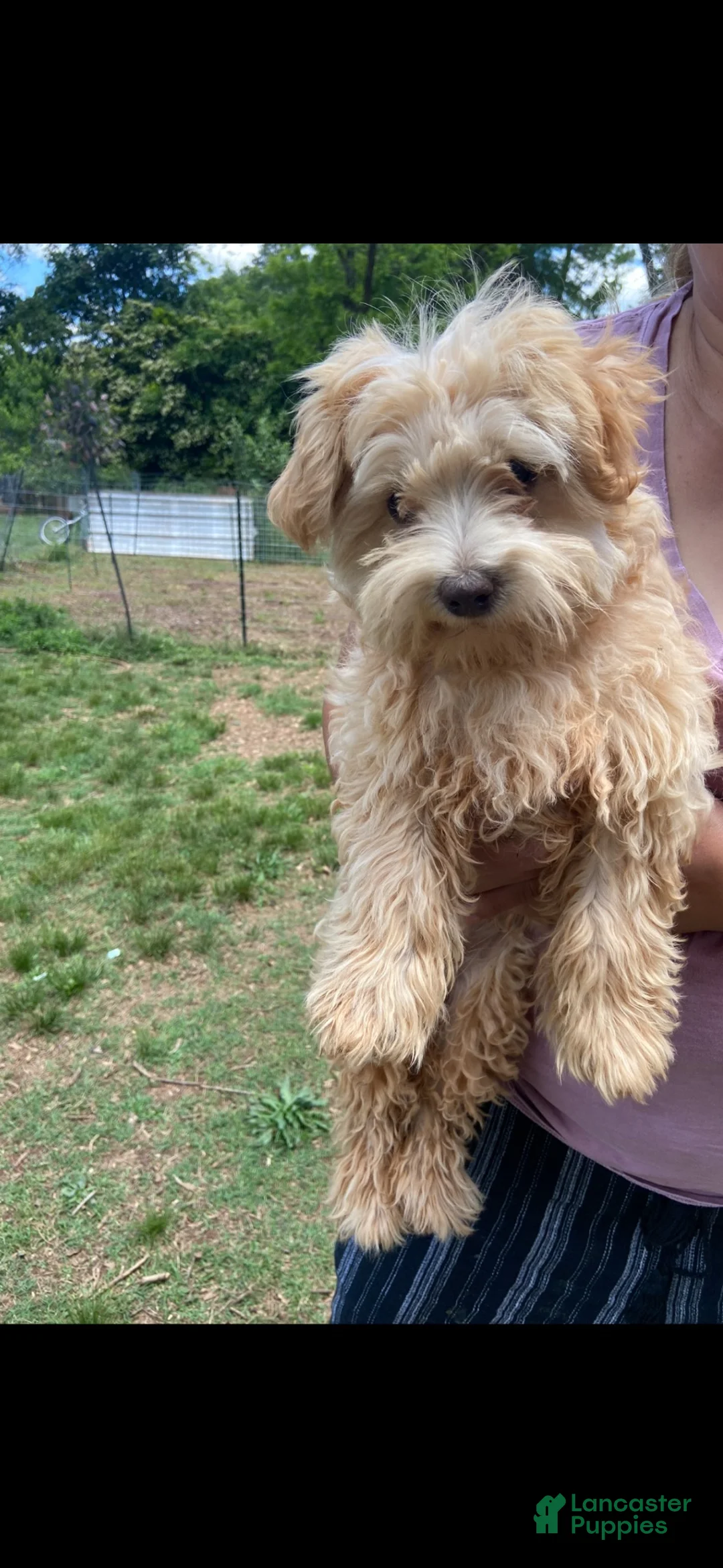 Morkie dogs for sale: Morkie 3 - Ad 4