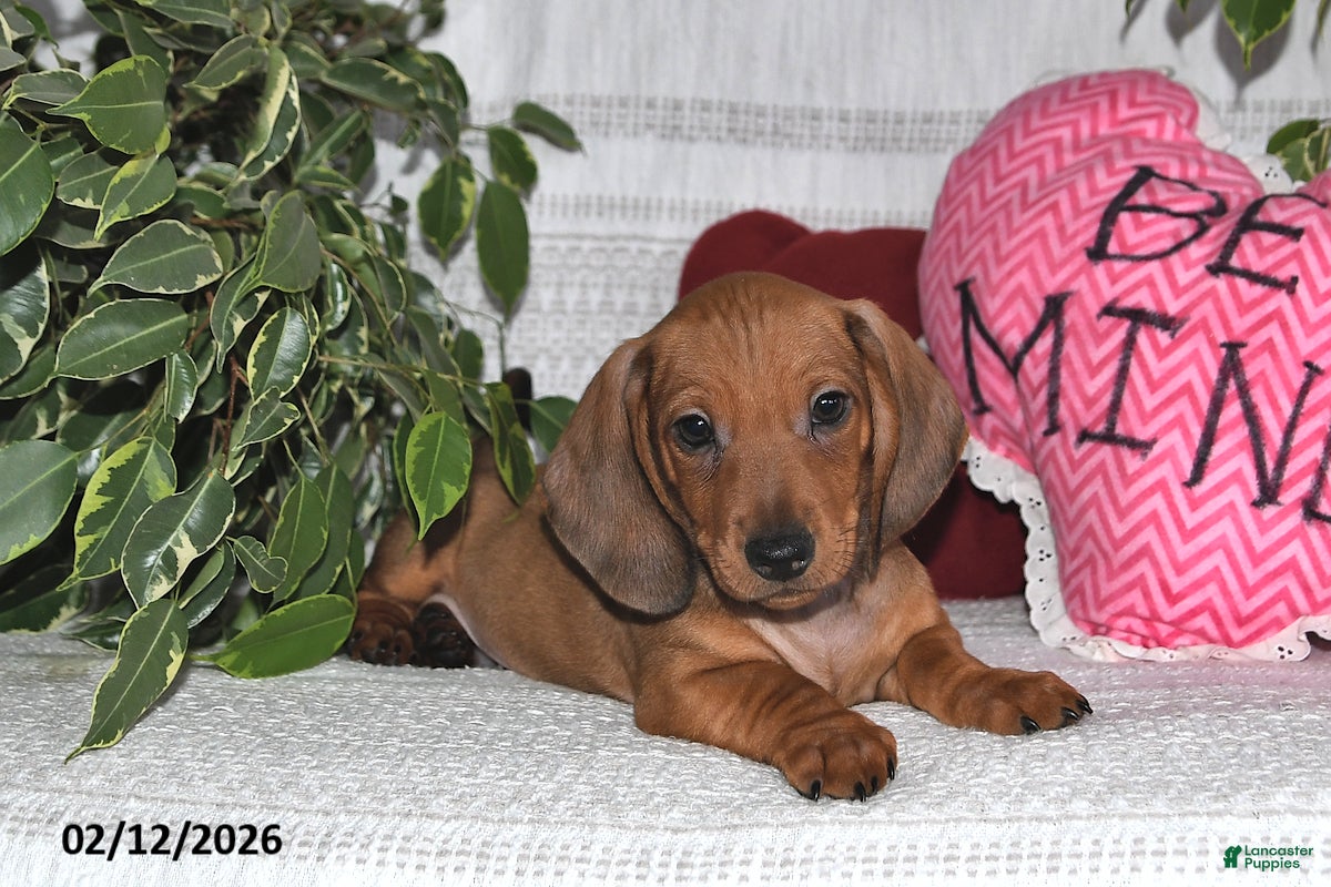 Miniature Dachshund dogs Henry - Ad 2