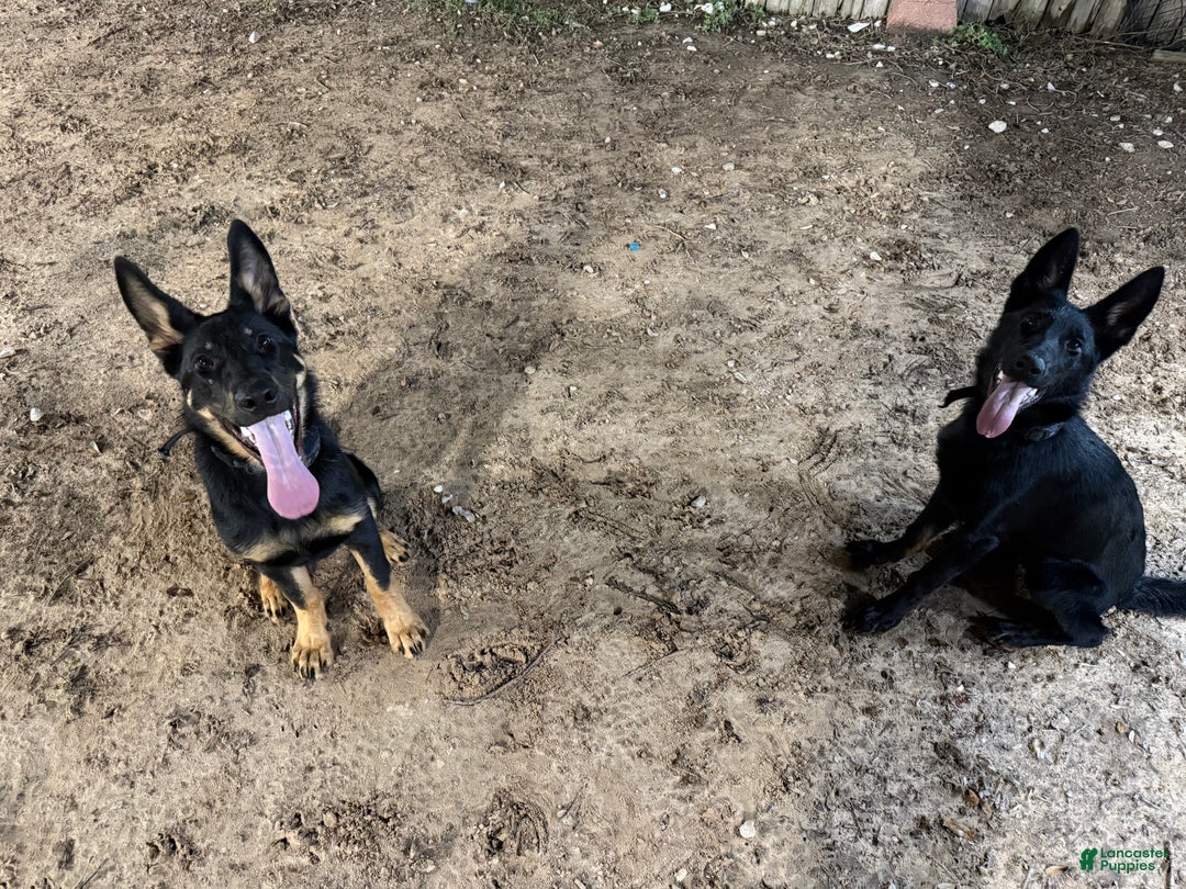 German Shepherd dogs for sale: German Shepherd Puppy 1 - Ad 6