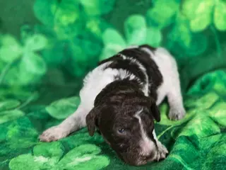 Mini Goldendoodle dogs Verona - Ad 29