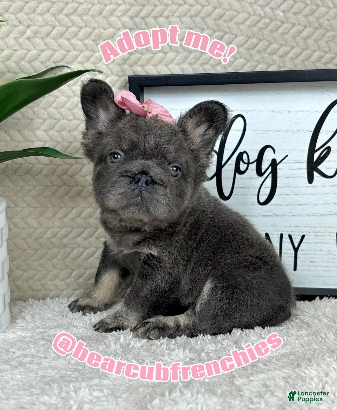 French Bulldog dogs for sale: Blue big rope female  - Ad 8