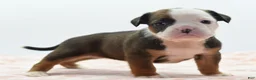 Mixed Breed dogs for sale: Rosie - Ad 15